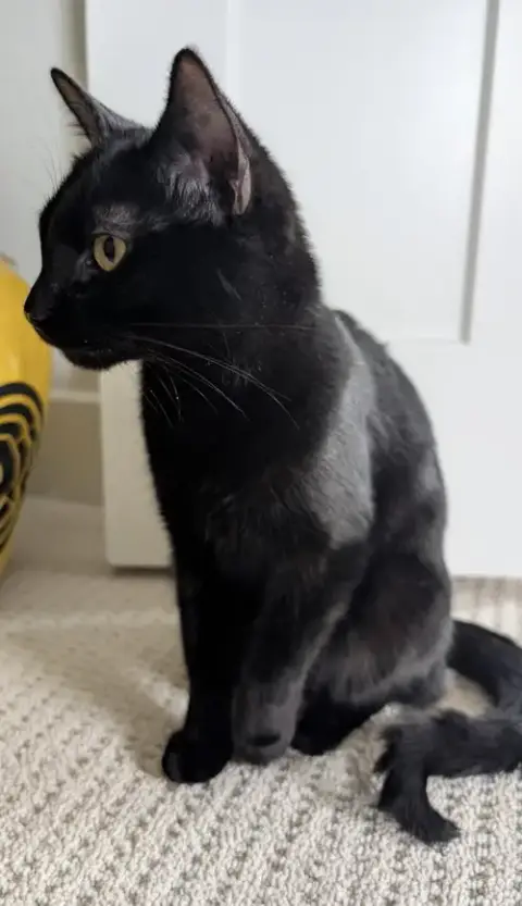 Lucky Panther Kitty