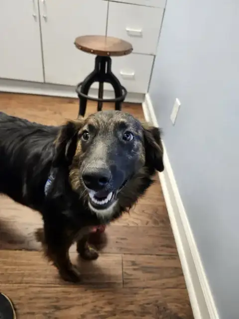 Detective Dawg