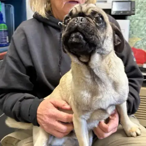 Pugsley:  Not At Shelter photo 2
