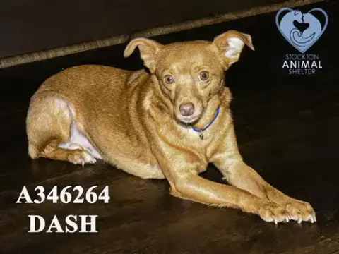 Dash