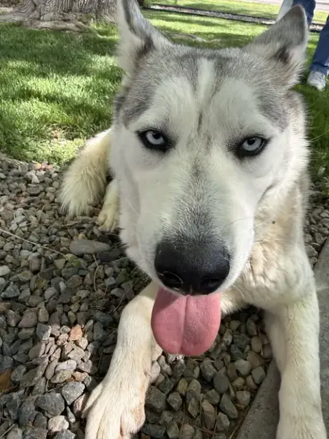 Indigo photo 4