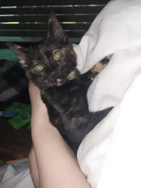 Minerva photo 3
