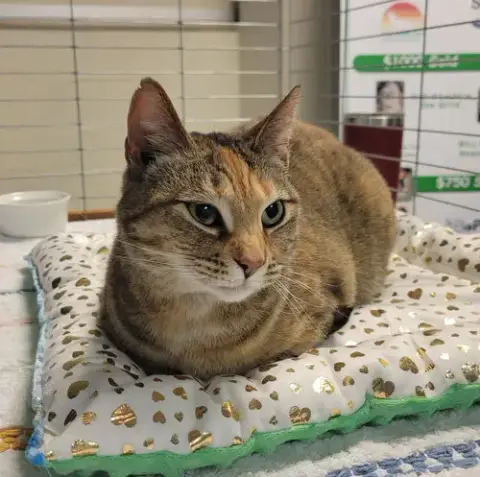 Gracie