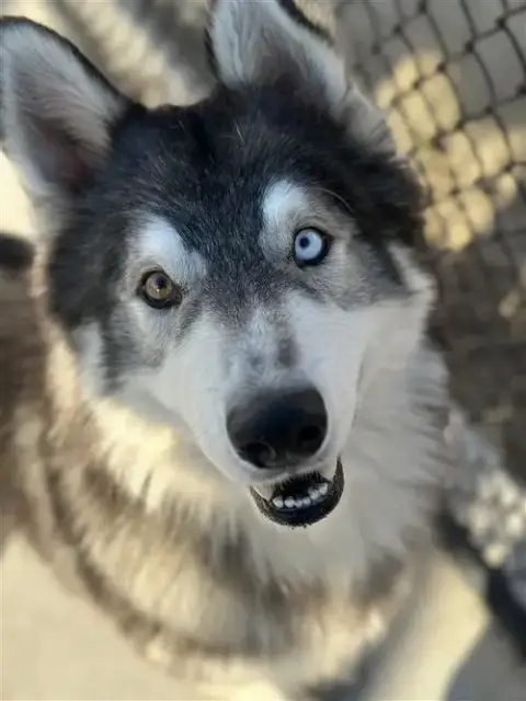 Balto photo 3