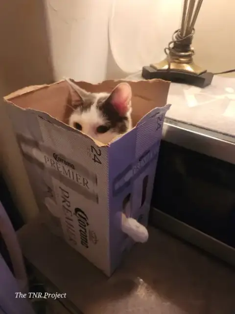 Chatty