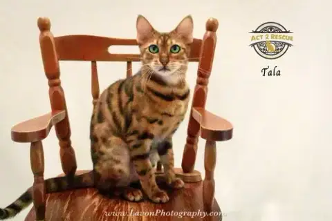 Tala photo 5