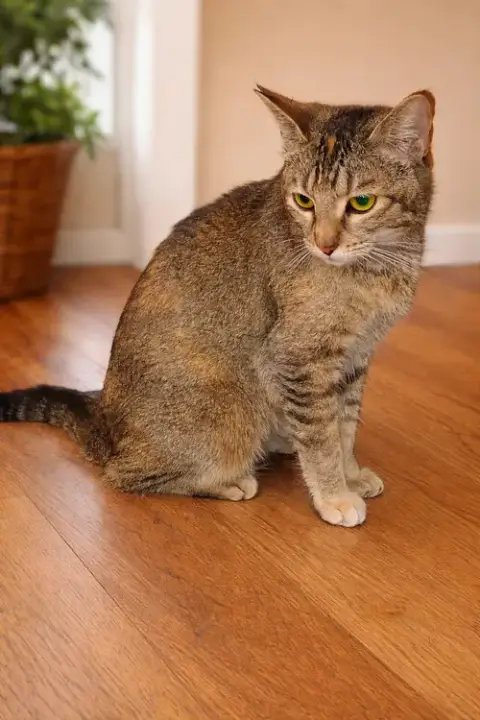 Sally