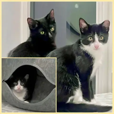 Nova And Orion