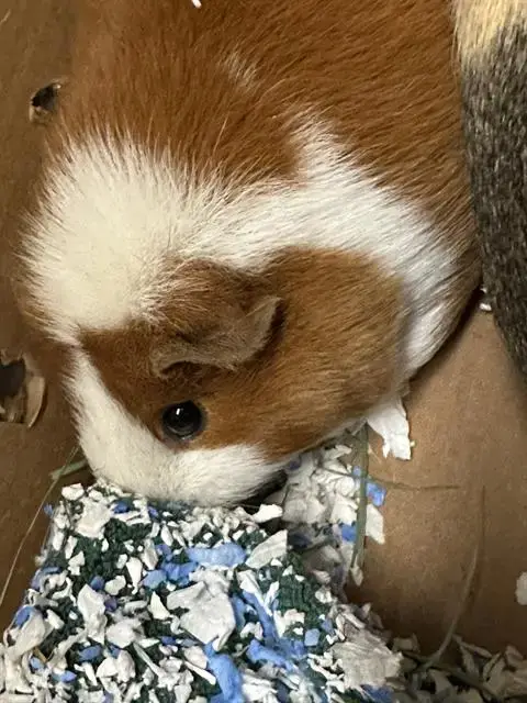 Darwin