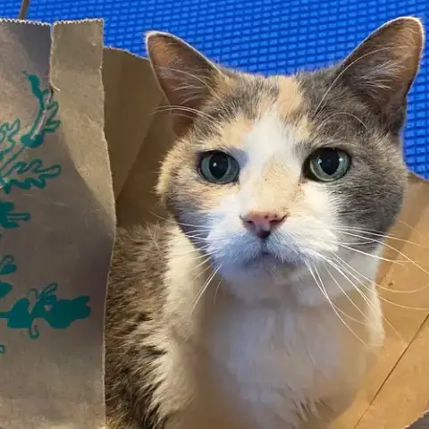 Kitty Kiki photo 2