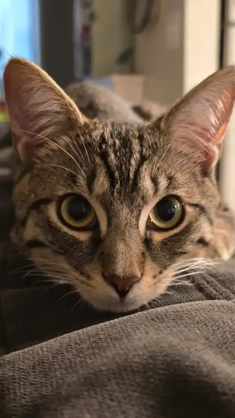 Scamp