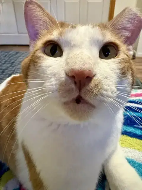 Norbert