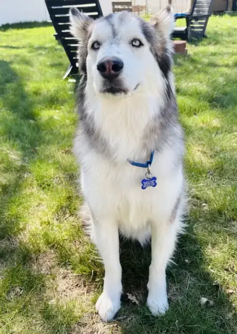Lobo photo 4