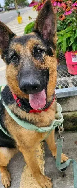 Ziva
