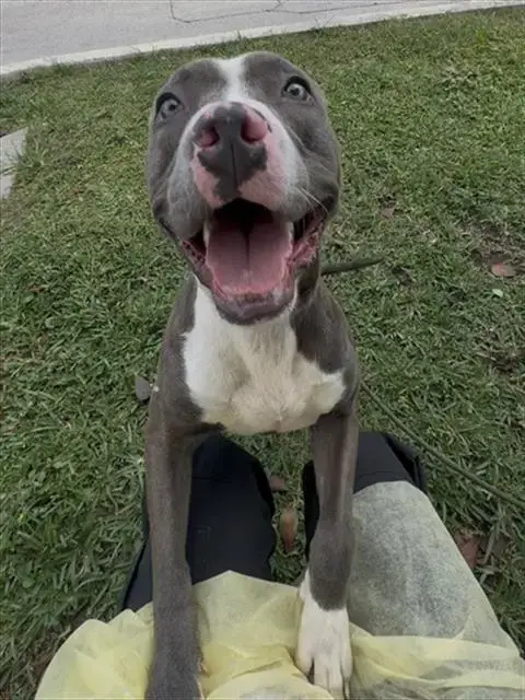 Sammy