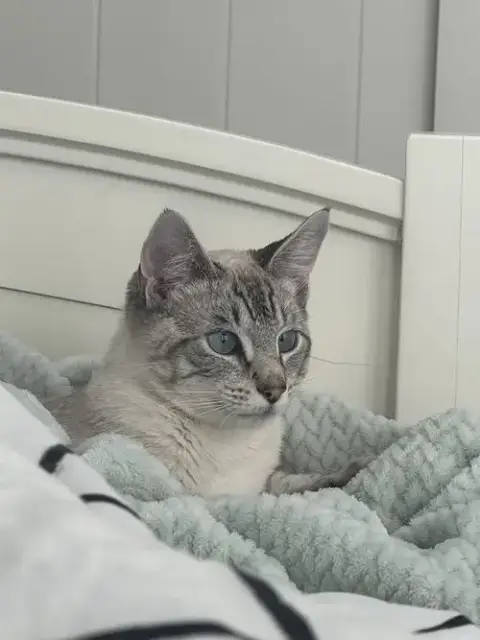 Kitt