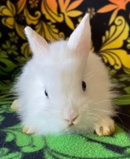 Gabriel