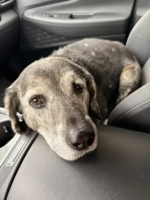 Wyatt photo 4