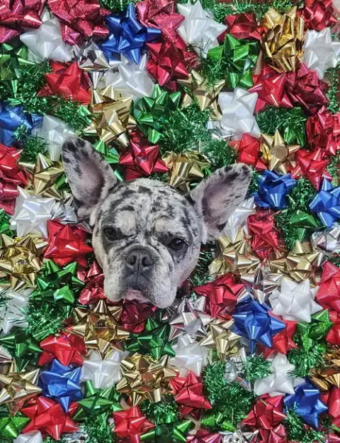 Pepper Fh photo 2