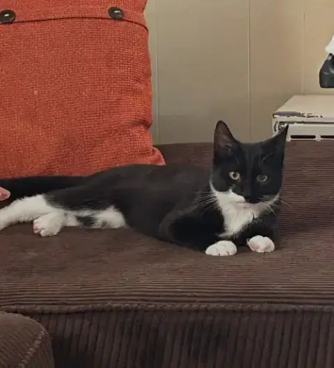 Oreo