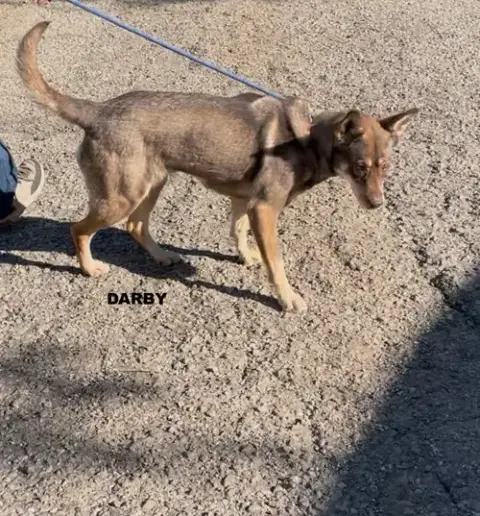 Darby photo 4