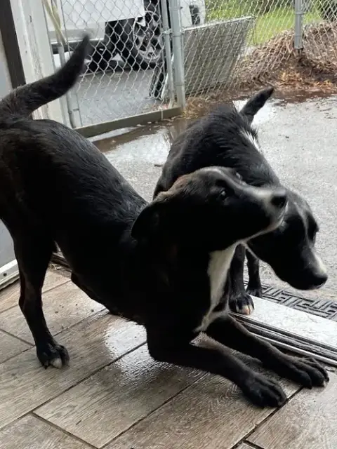 Lab Puppies