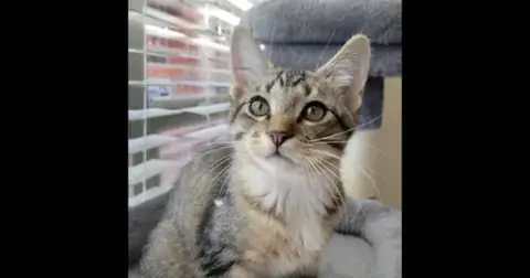 Luca
