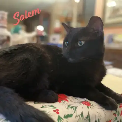 Salem #Mr-Schoomzer