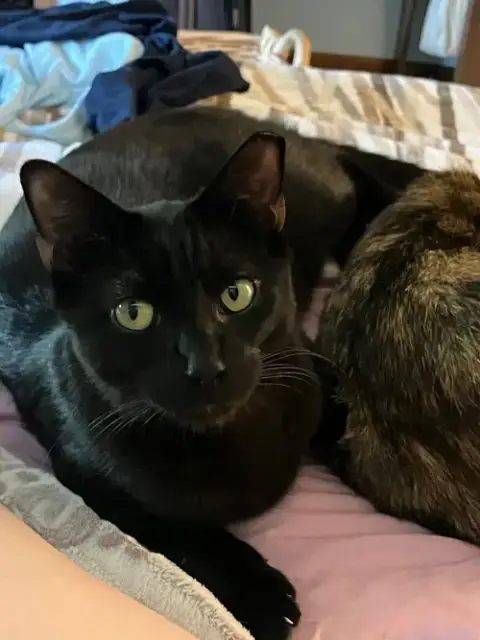 Loki