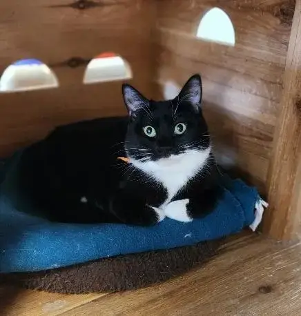 Cat 27293