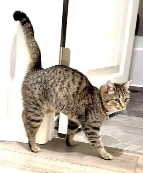 Kitty Freya photo 2