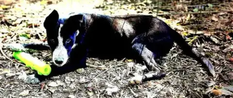 Sparky photo 5