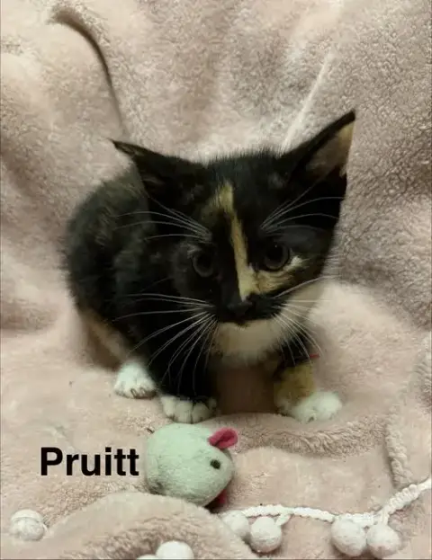 Pruitt photo 2