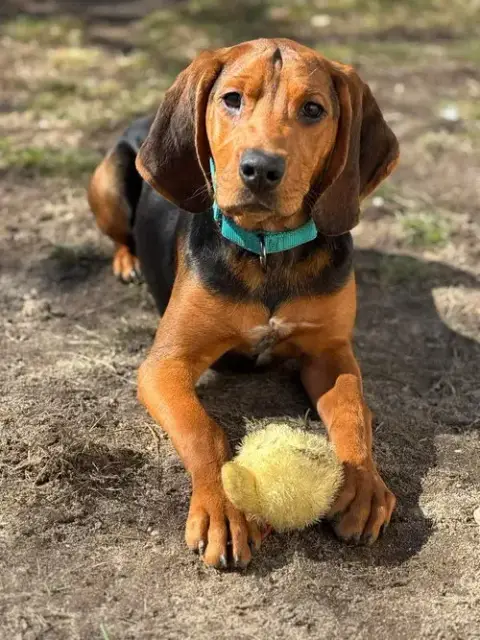 Birdie