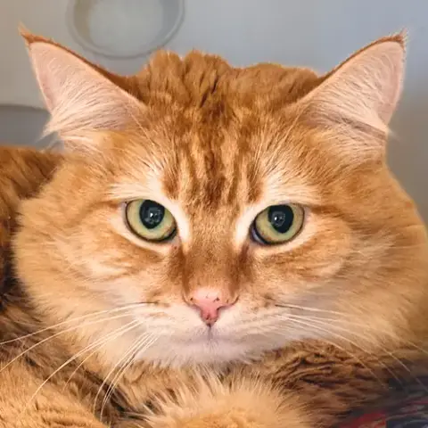 Tatertot