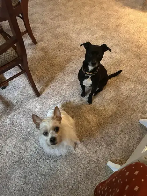 Zoe photo 4