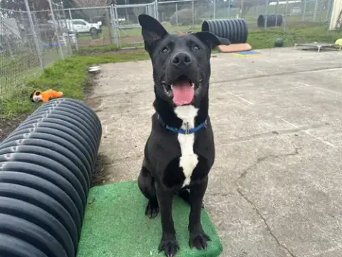 Yogi