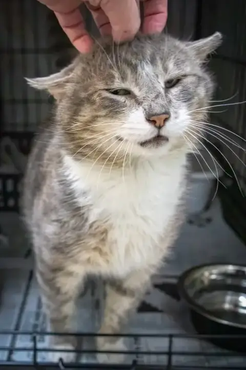 Mittens photo 5