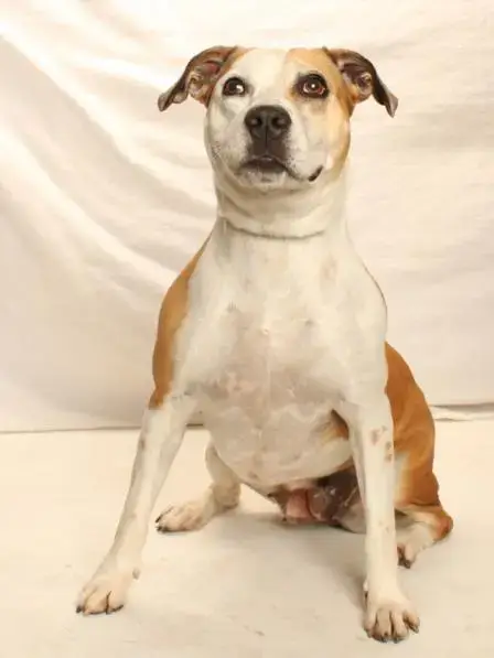 Daisy
