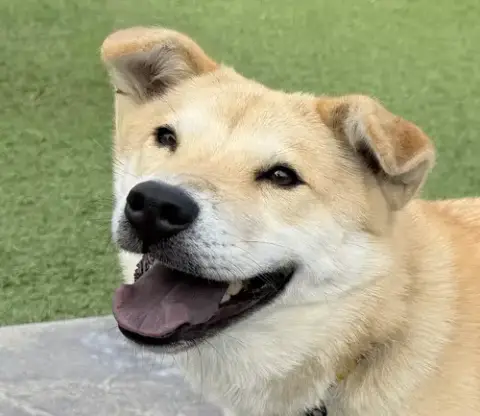 Maple