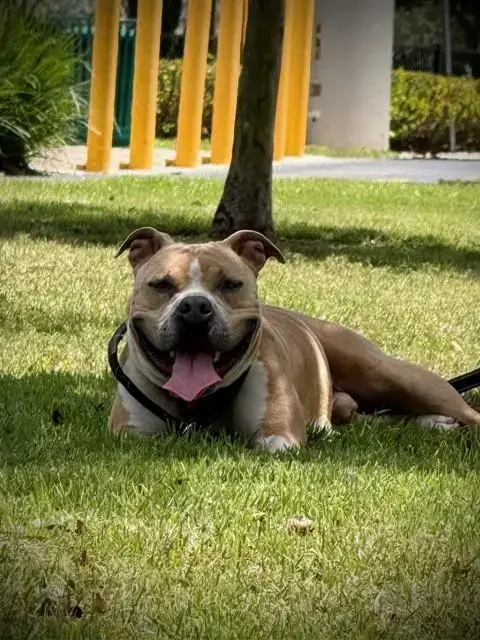 Jake