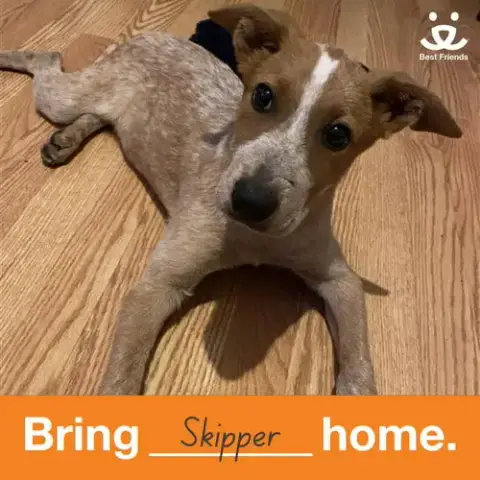 Skipper photo 2