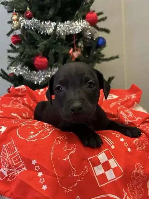 Coffee Puppies photo 4