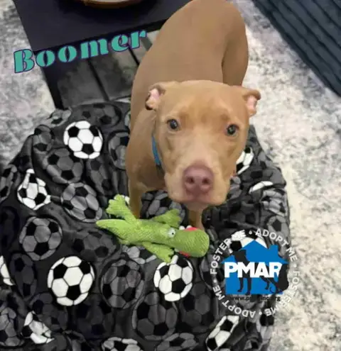 Boomer photo 3