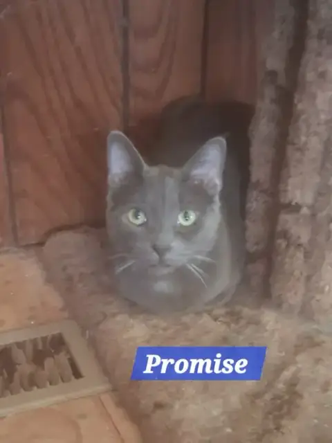 Zz Baby Promise photo 2