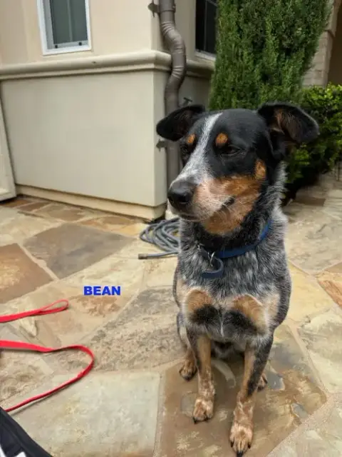 Bean photo 4