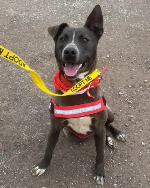 Rigby photo 3