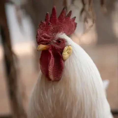 Reginald