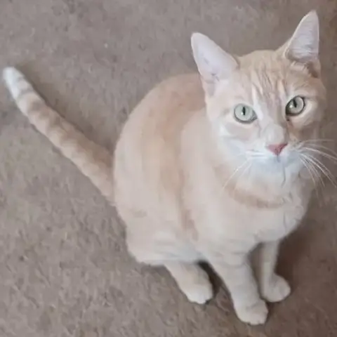 Bixby
