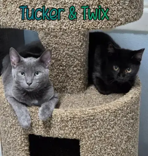 Tucker photo 3